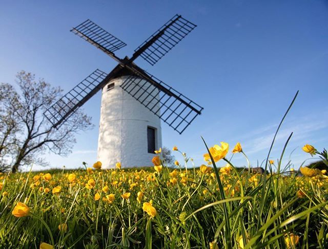 LoveForSomerset's tweet photo. The last of the spring daffs at Ashton Windmill. What a great capture courtesy of @jamessy 🙌🏻☀️
.
.
Image selected by @ATypeSmith
.
.
Tag your photos with #loveforsomerset 🌲
.
.
.
#somerset #thelevels #wanderlust #somersetlife #swisbest #ig_count… https://t.co/L5a0tp1vXc https://t.co/o4VqUzHJCt