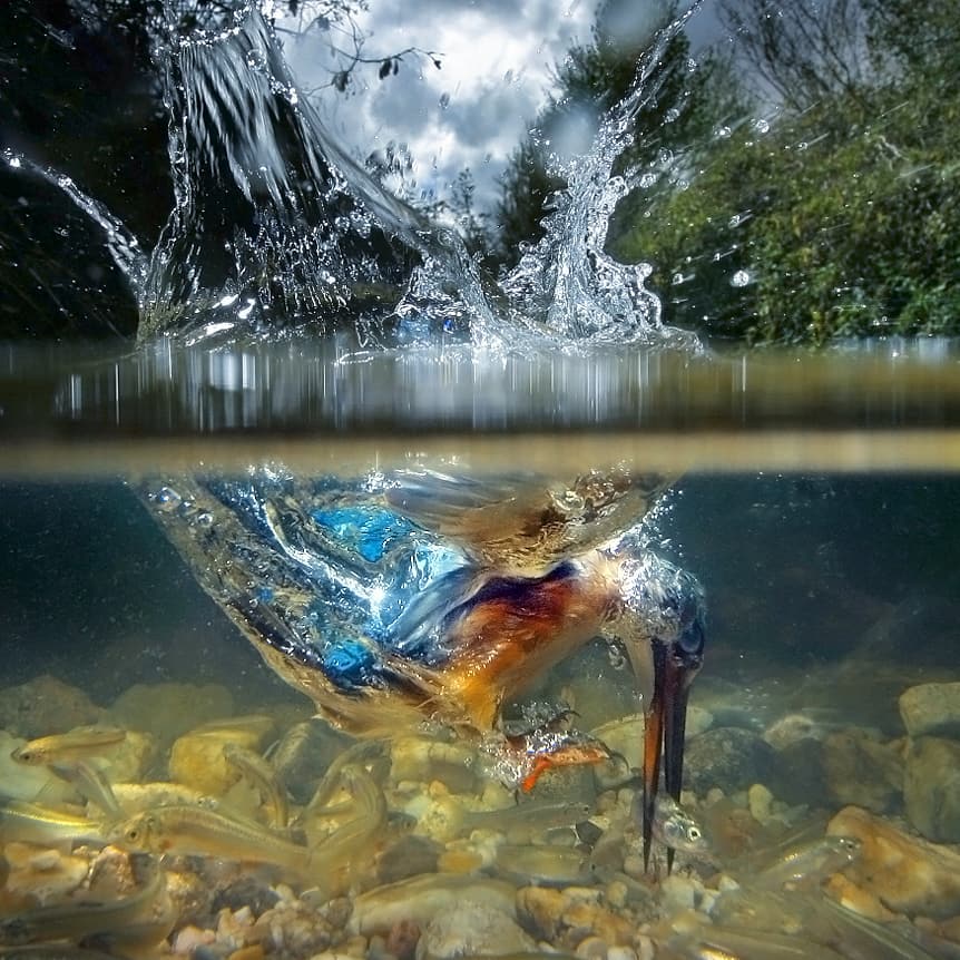 november_ra1n_'s tweet photo. KINGFISHER the most dificult picture!!! | #photo by jose_luis_rodriguez_fotografo | #instagram 📸 |
#birds_adored #bird_nature #yours_best_birds #animalonearth #masterpics #bestpic #passione_fotografica #instagramerofthemonth_april https://t.co/1LYBqcKqzl