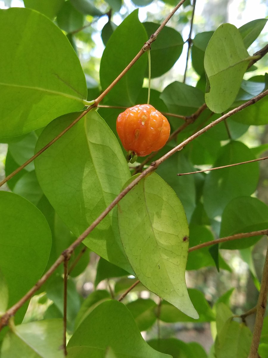 live_laugh_tech's tweet photo. I thought one of the kids had dropped tiny pumpkin candy on the trail- how odd. No, we have a SURINAM CHERRY tree in the outdoor classroom. The cherry size pumpkin shaped fruits are excellent. They are high in vitamin C and they are used in jams jellies and pies. @TCMStornadoes https://t.co/2nTHoQRptx