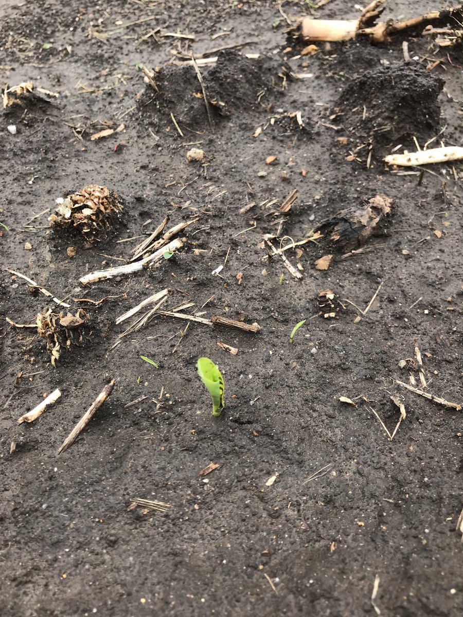 RonGilgenbach's tweet photo. How you doin! A little cold today but up and looking good.P0306am planted 5-1 #plant18 #wouldliketo finish18 https://t.co/xPQk4XRKjS