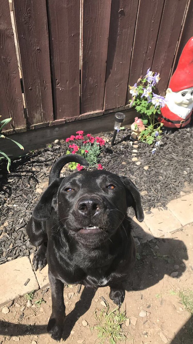 kk__MacCoy's tweet photo. I told chubbs to smile and this is what he did😭😍 what did we do to deserve dogs https://t.co/UwNPoUSQgm
