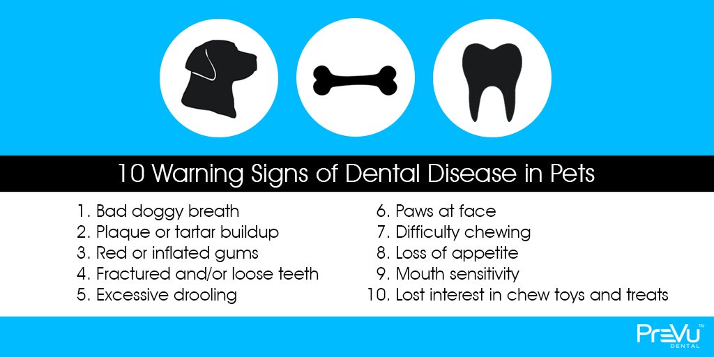 PreVuSoftware's tweet photo. Do you regularly have your vet check your pets' teeth? They can suffer from many of the same dental diseases as humans! Don't neglect your pets' teeth and don't neglect your own. 
.............
Ask your dentist to #prevumysmile and see how cosmetic dentistry can change your life. https://t.co/KzcscrBllo