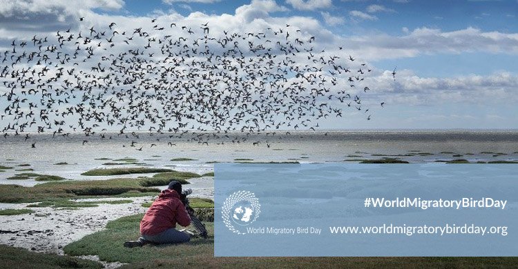 UN's tweet photo. ~40% of all migratory birds are facing extinction. Saturday's #WorldMigratoryBirdDay highlights need for int'l action to stop this alarming trend. https://t.co/OhMv1hR1cp https://t.co/gRxv7w5Pex