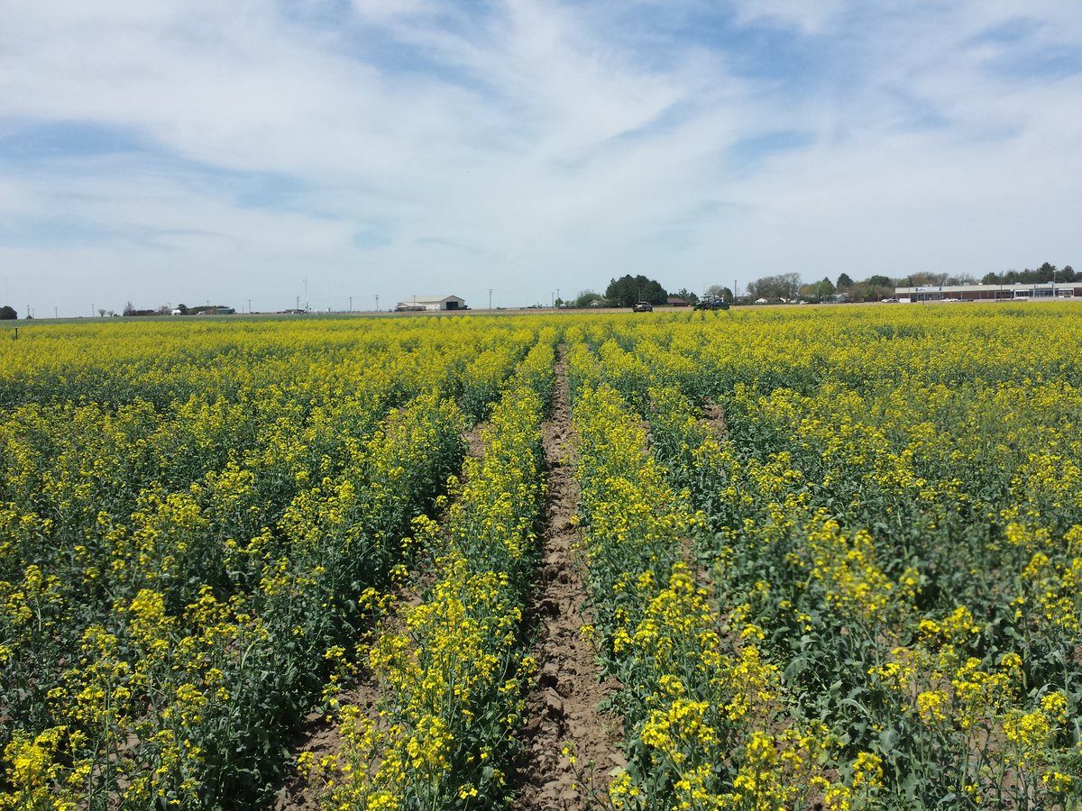 ksucanola's tweet photo. Impressed with the #NWCVT at Colby. Another irrigated trial with minimal winterkill. These 30" rows will continue to fill in. #canola @KStateAgron https://t.co/SMdXC19ztW