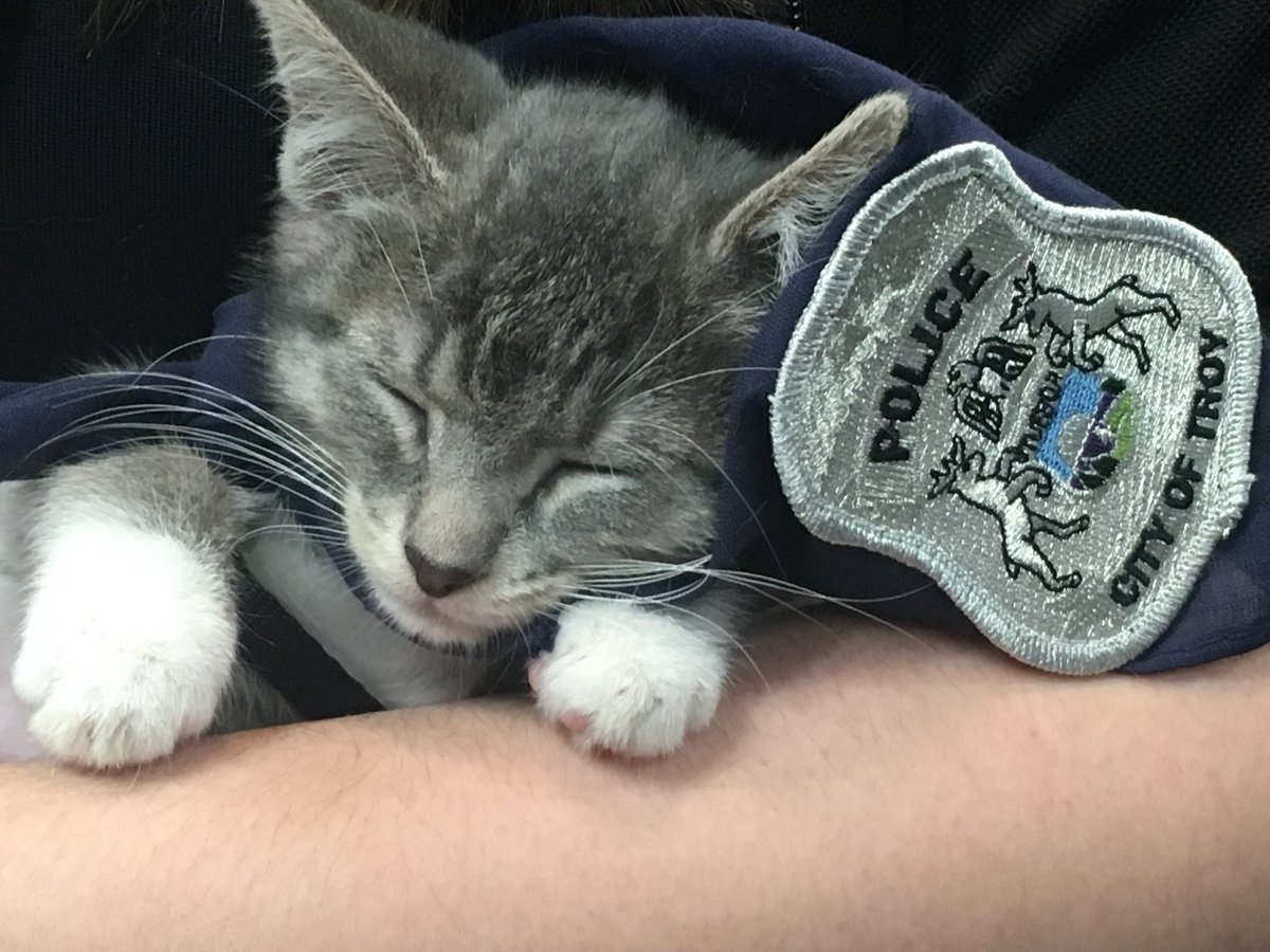 TroyMI_Police's tweet photo. Meet Pawfficer Donut, all tuckered out after getting officially appointed as our police cat. Welcome, Donut! https://t.co/3yf45Eln8i