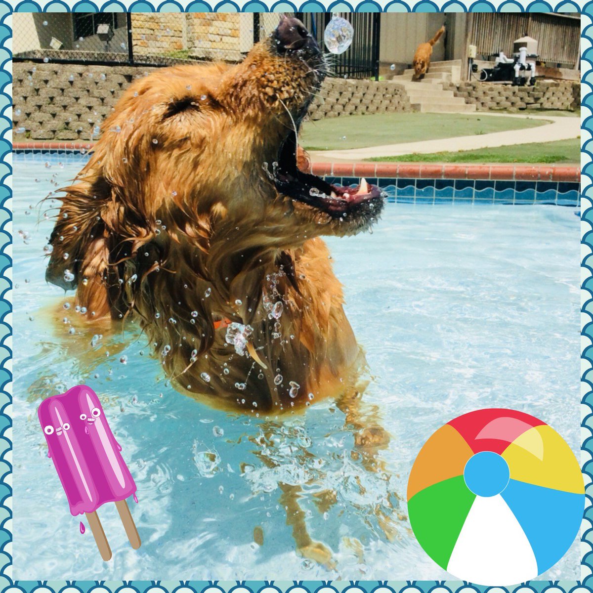 PPRWillClayton's tweet photo. Friday Funday!! #petparadisewillclayton #petparadise #fridayfunday #water #pool #summerishere https://t.co/BhSNXATLxg