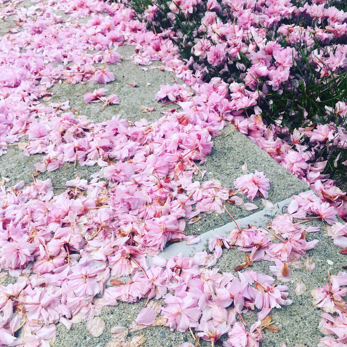 NikkiFITGlobal's tweet photo. The beauty is every where.  Look around . the simple things . #NikkiDFit #NikkiDFitProject #RawVegan #NikkiDFitRadio #RawVegan #Organic  #Success #Goals #pumped #Fearless #SquatLife  #HealthyLiving #Nyc https://t.co/lOXYZ7R4SI