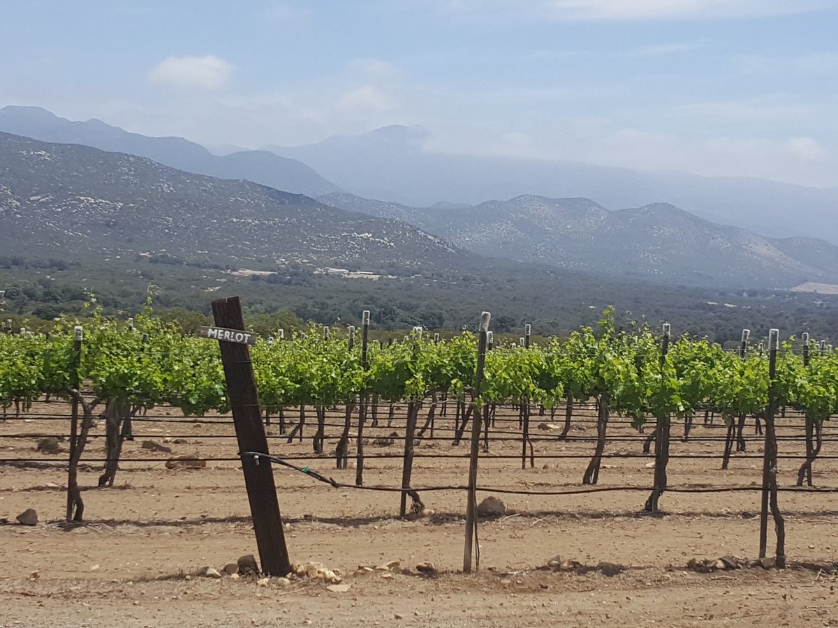 Brown Bear Organics tweet media