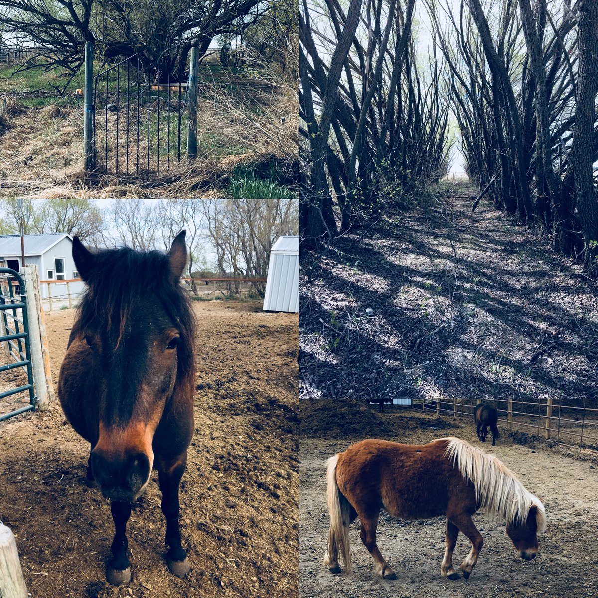 KinderKiersten's tweet image. “We are designed to have a connection to nature. It’s our birth right.” -Kathy Asseiro (Symmetree Farms🐴) #ConnectToNature #GetOutside  #ProfessionDevelopment