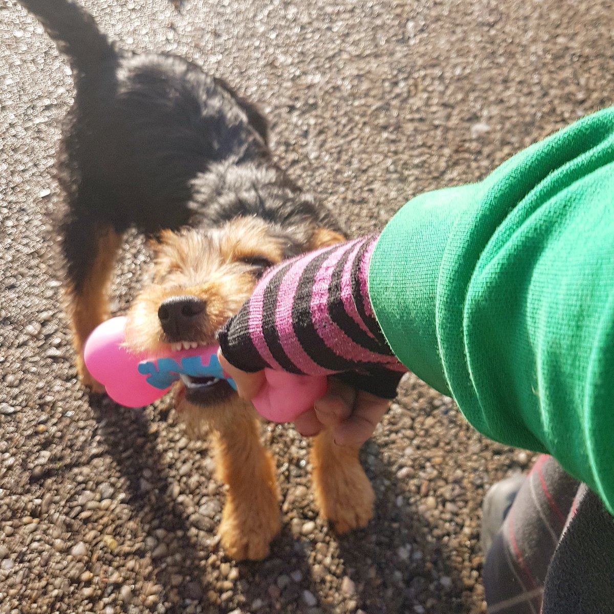 abtsag's tweet photo. #FuturePoliticalPartyNames Puppy Party https://t.co/d8U89S7Y5Q