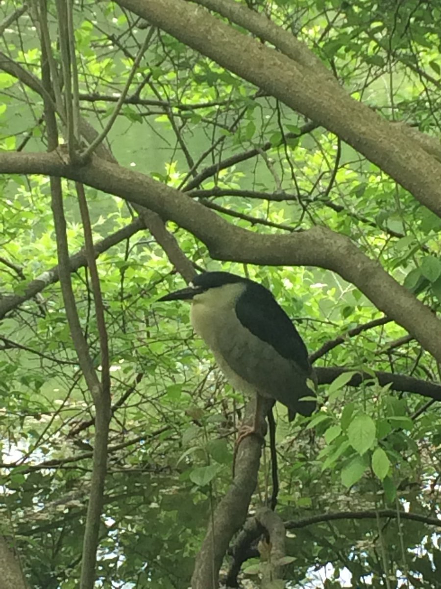 GhodFlow's tweet photo. Out in Nature #BlackCrownHeron #WoodDuck #nyc #birdwatch #centralpark https://t.co/dM2xF2Bziq