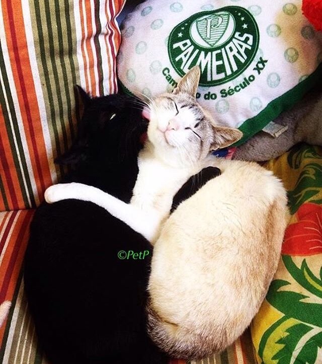 Confira as fotos de pets palmeirenses