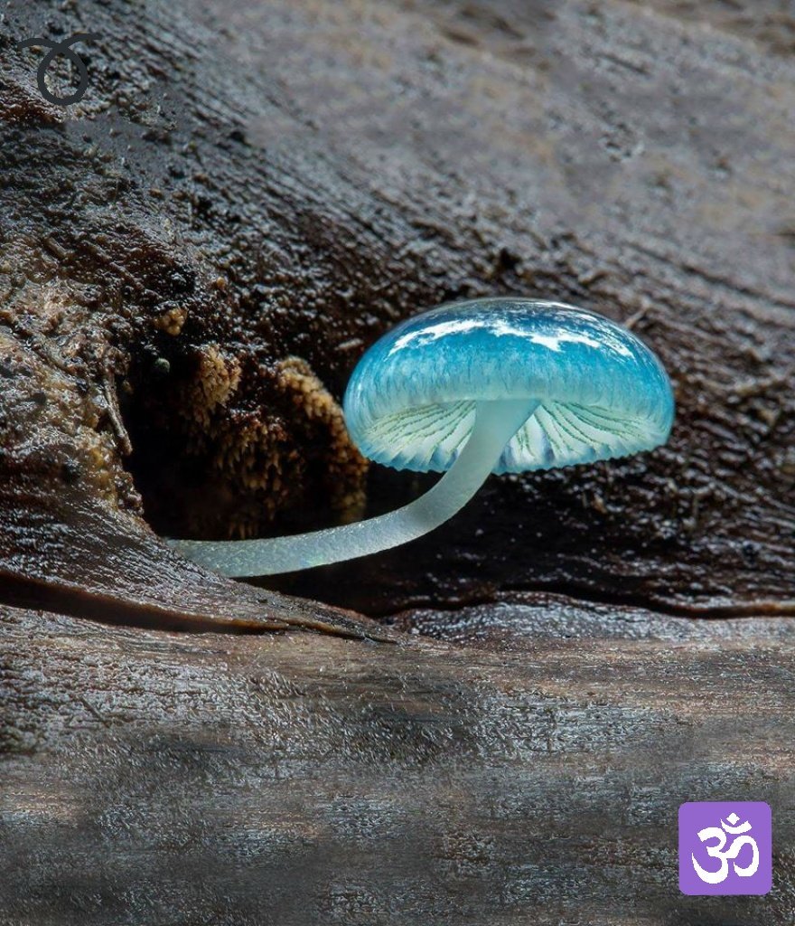 betodelolmo's tweet photo. Este es el #HongoAzul de la suerte que cumplirá tus locuras hasta tu sueño más guajiro... Dale RT. antes de que se acabe la magia...
#RenovarseOMorir https://t.co/3ZcP107q6u