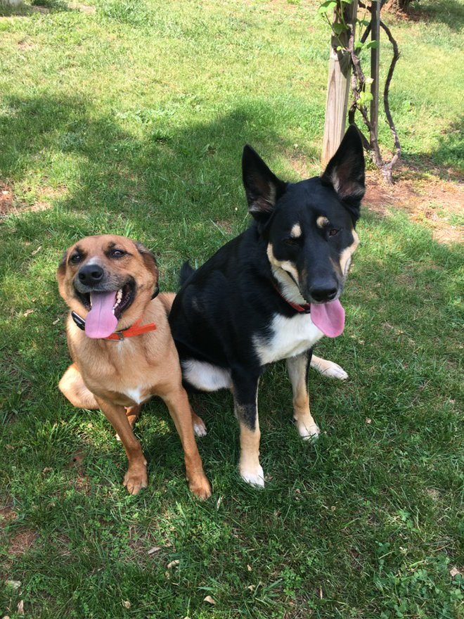 JJJ747's tweet photo. I think Brutus is happy to see his bestie Lewi.  And....vice versa. #weekendplaydate https://t.co/cQNmTjY7IF