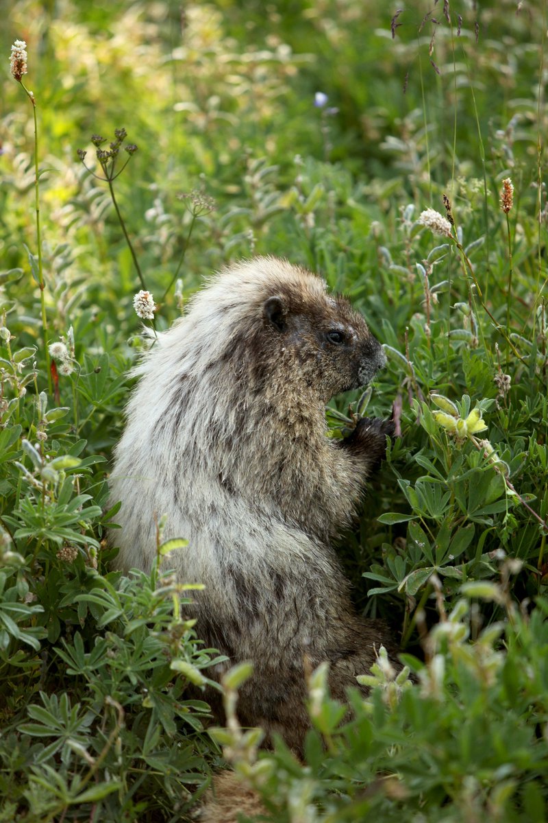 PBenida's tweet image. A marmot feasts on greens near a hiking trail in Mount Rainier National Park in Washington.  Read full story and view gallery at postbulletin.com/gallery/photos…