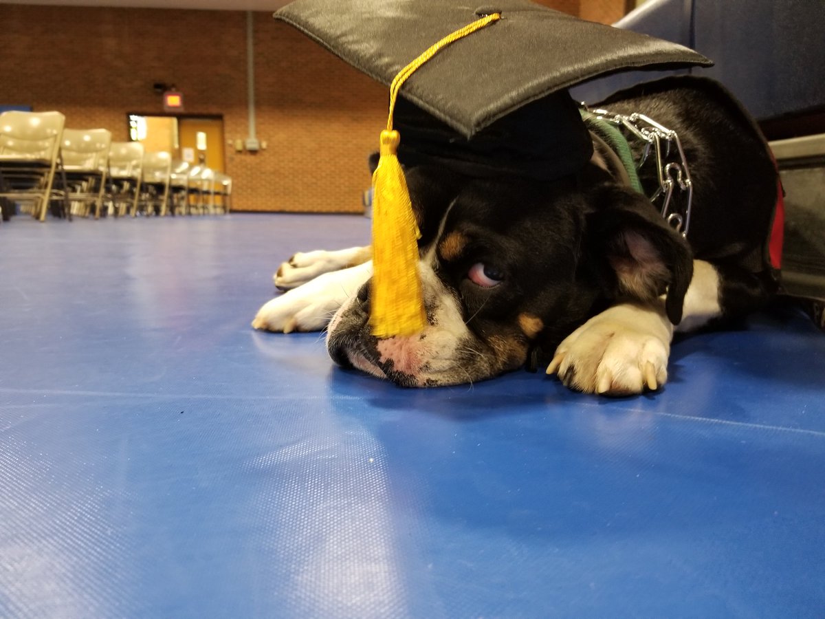 PatrickHenryCC's tweet photo. Tomorrow, 570 students and one faithful service dog will graduate from PHCC! Catch Artemis' tale tonight on @wsls! https://t.co/yBpjNXk5Uc