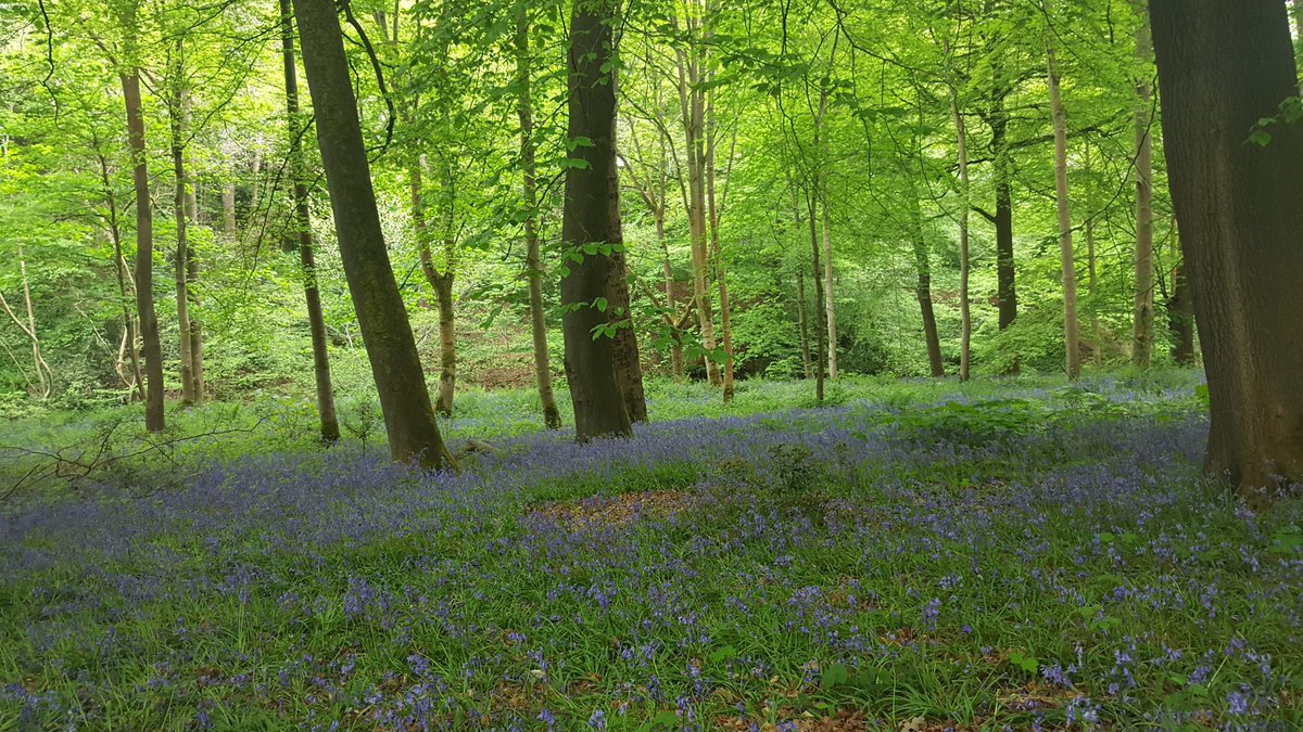 karenprovan23's tweet photo. ... never get tired of this ๐ #springglory https://t.co/I5KIzqJr0I