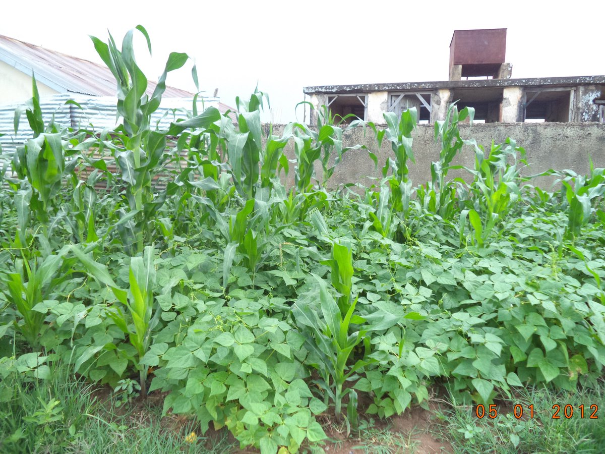 Food security is one of our major concern to sustain the full time volunteers and also preserve for commercial purposes . we call upon all well wishers, donors to donate a tractor  and a trailer . may God bless you