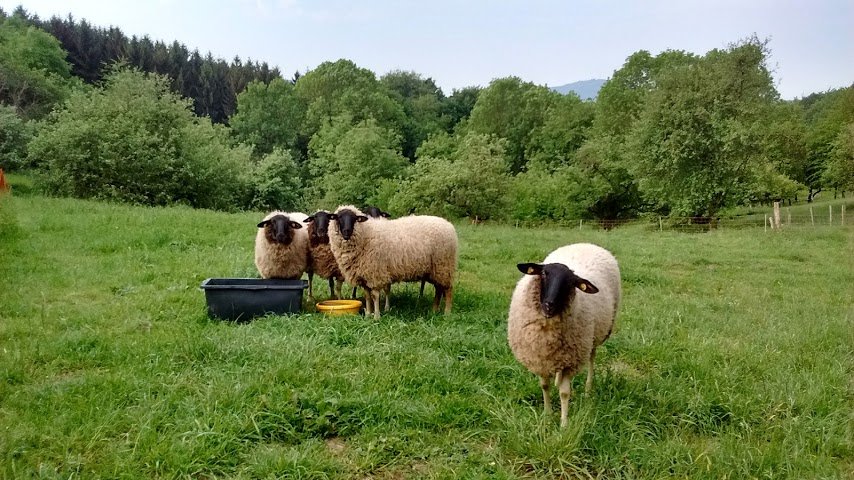 3mausimhaus's tweet image. Wanderung an den Märchenteichen und am Schafhof Drachenhöhle. #Sheepcontent #PartybeiSchnupper