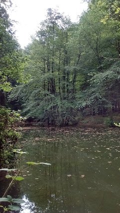 3mausimhaus's tweet image. Wanderung an den Märchenteichen und am Schafhof Drachenhöhle. #Sheepcontent #PartybeiSchnupper
