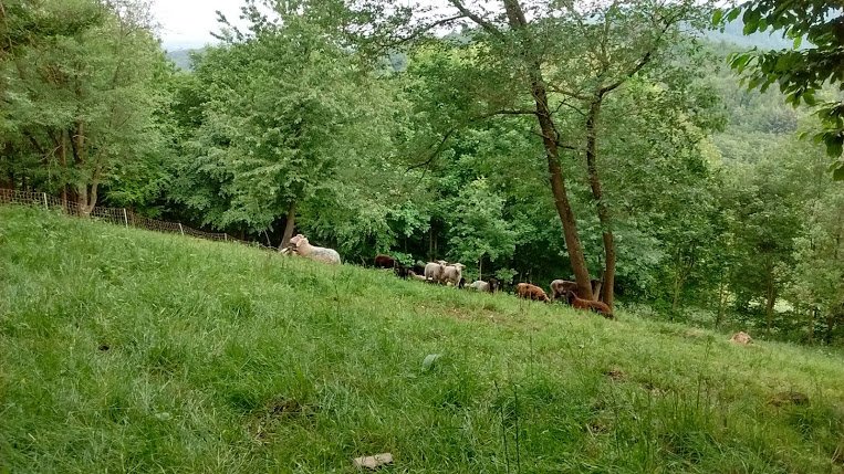 3mausimhaus's tweet image. Wanderung an den Märchenteichen und am Schafhof Drachenhöhle. #Sheepcontent #PartybeiSchnupper