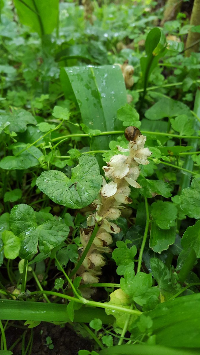 Toothwort found on the <a href="/DBRCnews/">DBRC</a> woodland course today! #botany