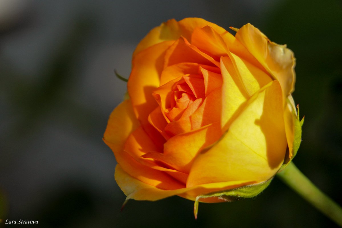VidaUnaInfinita's tweet photo. Vea, a una flor que tiene perfume 
no le preocupa quien viene a aspirarlo 
o quien la desdeña. 
Asi es el amor.

Jiddu Krishnamurti https://t.co/An3LRJyJLh