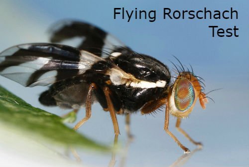 wiseflies's tweet image. #RebrandASpecies