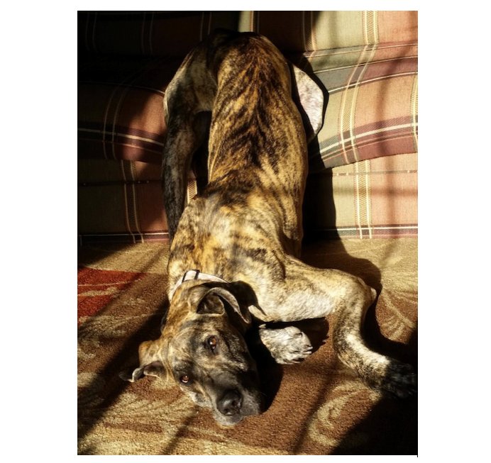 WeLoveDogsUSA's tweet photo. Great Dane has that Lazy Friday Feeling
#FridayFeeling #GreatDane #BiggestDogs #TallestDogs #DogsofTwitter https://t.co/WRFX99uPrF