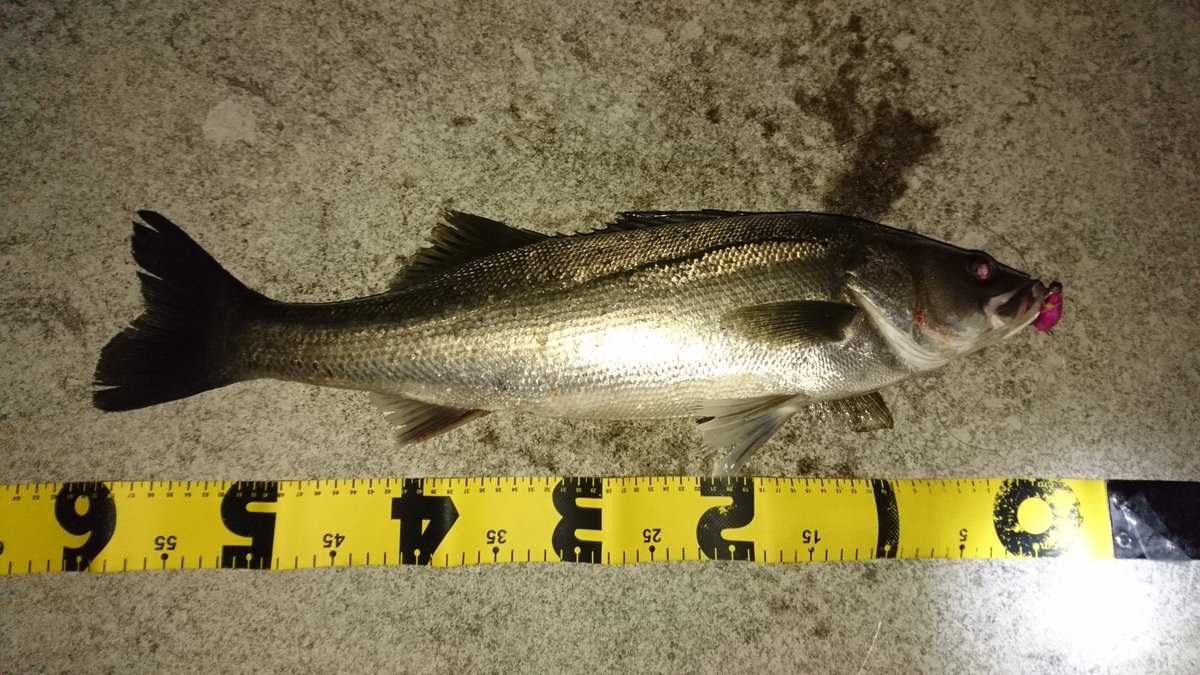 しま 富山湾 ホタルイカパターン シーバス カマス チヌ 明け方にチヌ１枚バラす 腰痛我慢して来た甲斐有り