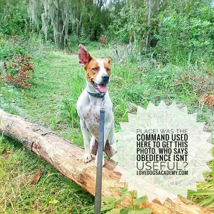 The ExceptionalK9 Dog Training Orlando Florida (LovedogsA) Twitter