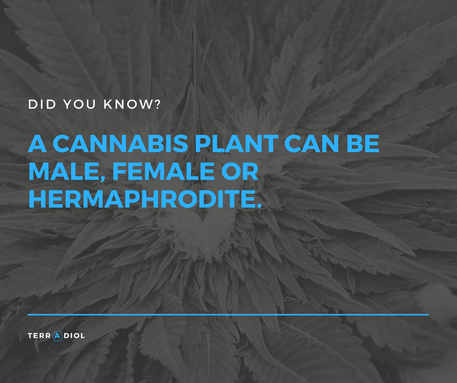 TerradiolNY's tweet photo. Females are the ones that have flowers (buds) with cannabinoids. Males have pollen sacks not flowers and almost no cannabinoids. Herms are both and will seed out the flowers instead of producing the oils we need (cannabinoids). https://t.co/4YVZ7bcZQ7