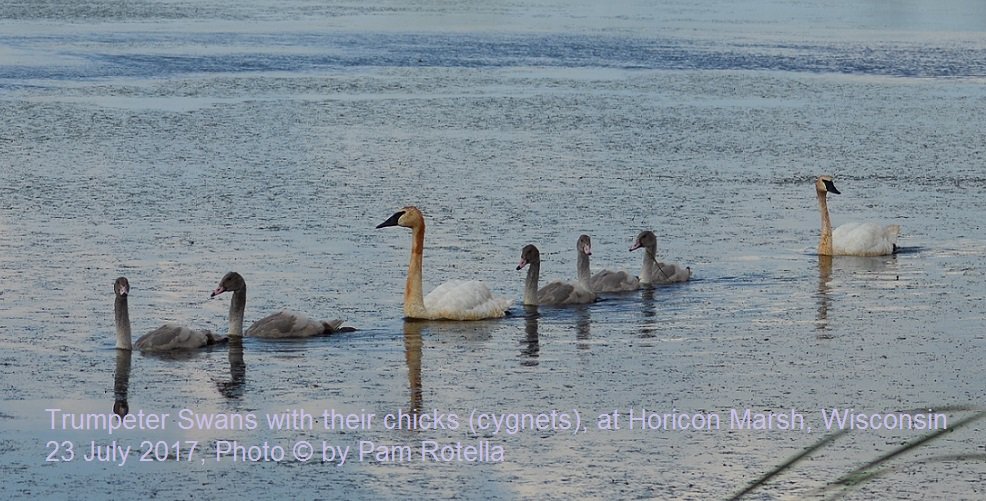 PamRotella's tweet photo. And in fact #TrumpeterSwans were actually reintroduced to #Wisconsin from flocks found in #Alaska, by #OperationMigration. (See the book "Chasing the Ghost Birds") Even wild #turkeys had to be reintroduced to the state.
#EndangeredSpecies #birds https://t.co/gB1yN7UGgd