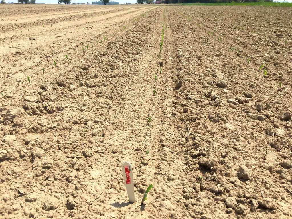 Jason_ntheville's tweet photo. For those who took the proper steps and did all they could to ensure planting conditions were right AND have had cooperative weather. The corn emergence is uniform and off to a great start #Plant18 #MyYield https://t.co/02LW4gNHpX
