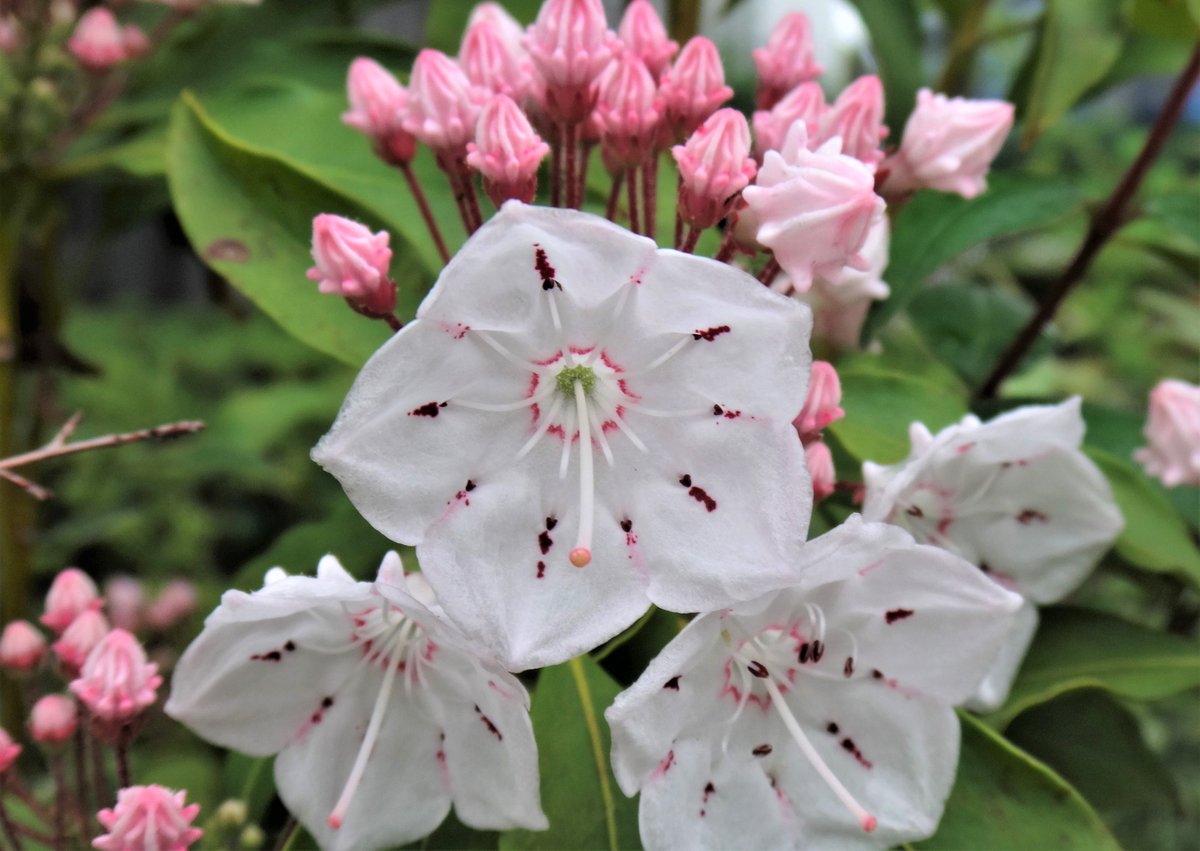 おはようございます 不快な思いをさせたのであれば申し訳ない 誤解を与えたとすれば遺憾に思う 謝罪 や撤回にもいちいち たられば をつける政治家や高級官僚 永田町に飛び交う言葉は羽毛のようです 希望ヶ丘公園のカルミア 五角形の花も ソフトクリームの