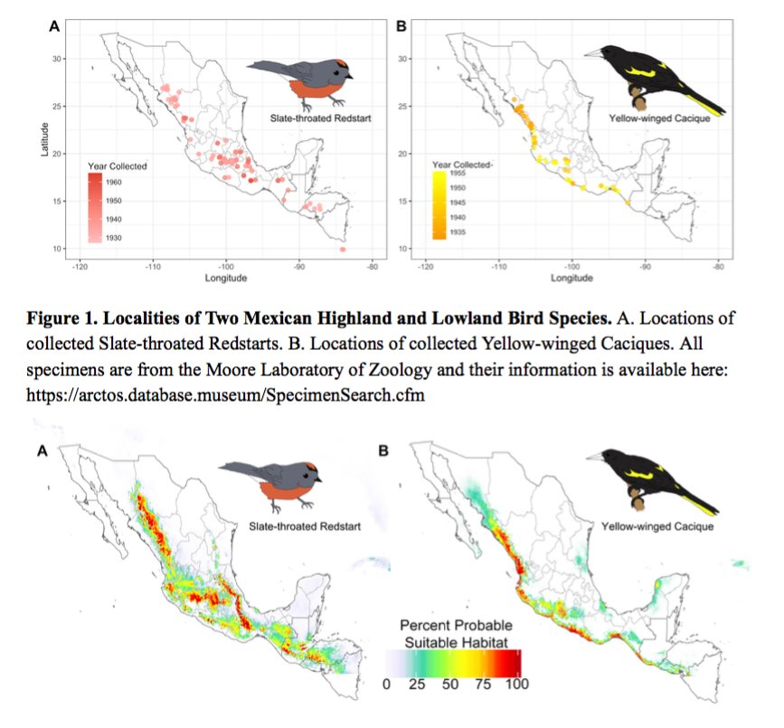 ajzellmer's tweet image. I have to brag about my students for just a minute. One of my #oxycompbio  students drew pictures of her focal species by hand &amp;amp; then matched  the colors in R to the birds&apos; feathers. I am speechless. #beautifuldata #dataviz #undergraduateresearch Class publication forthcoming...