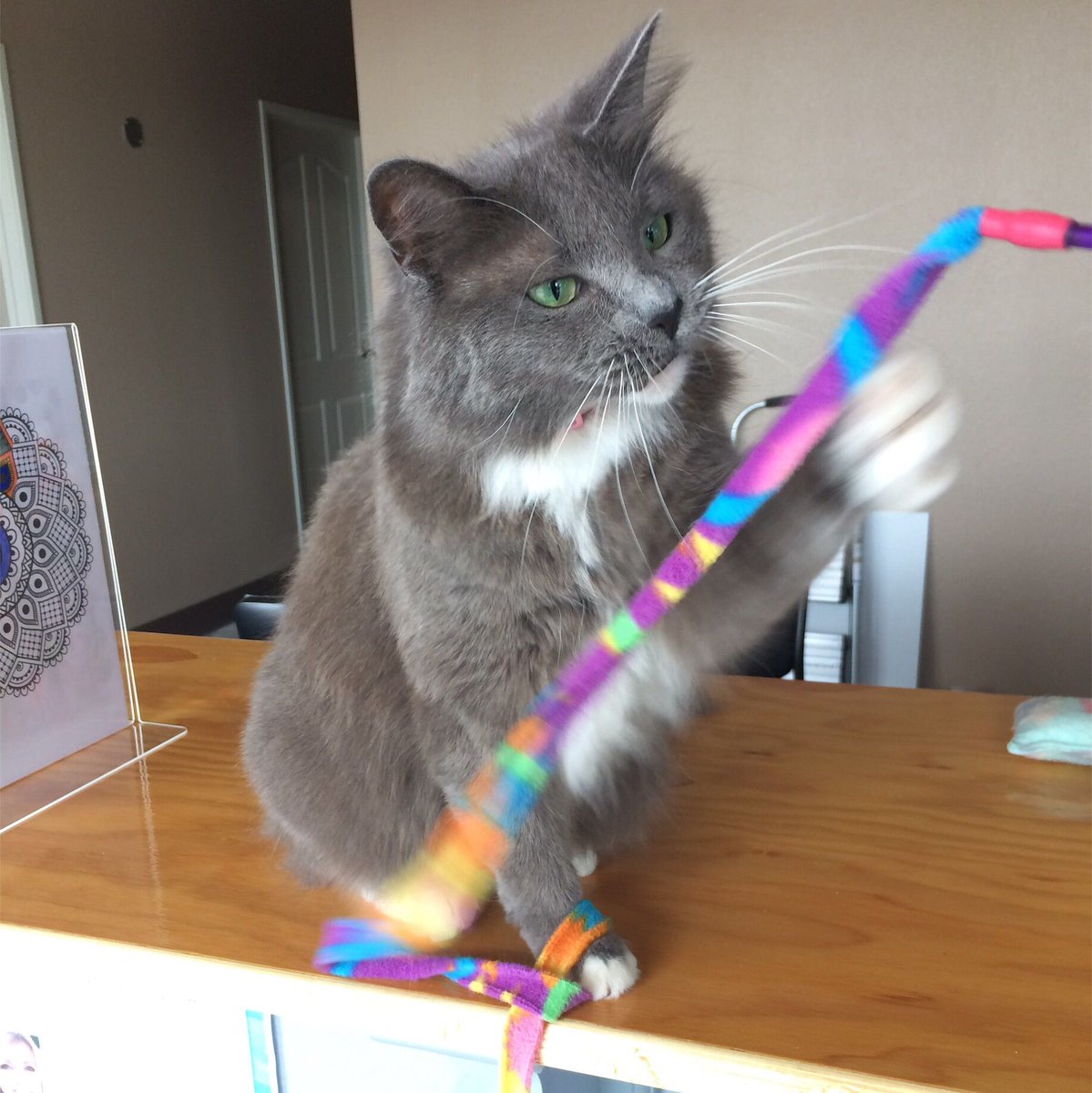 ZencatLounge's tweet photo. Minnie's favorite, the Cat Charmer, is one of the most popular toys here. When she sees another cat playing with it, she catches it and sits on it so no one else can play with it! #QueenMinnie #zencatlounge #cats #adoptable #AdoptDontShop #rescuecat https://t.co/rSzr4VCyqo