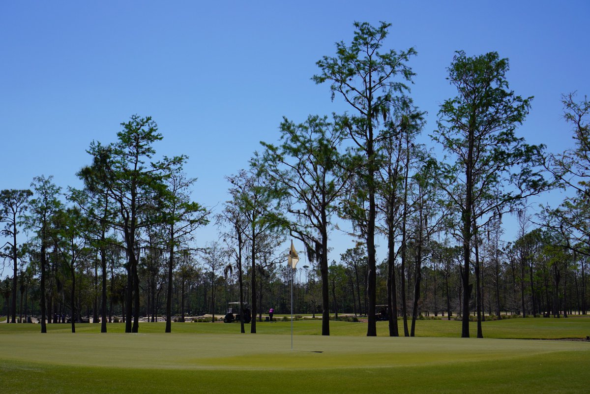 BushwoodTreeCo's tweet photo. We can bring your trees back to where they need to be! Call us today ! 239-332-0015 https://t.co/uaEQbWa5WT