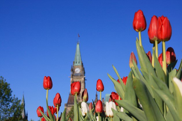 66th Canadian Tulip Festival kicks off - ottawamatters.com/local-news/66t… #ottnews https://t.co/BVg5RRQQVj