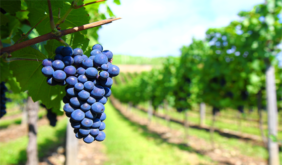 livingluxmag's tweet photo. If you're going to drink wine, why not make it organic? Here, three wines made with organic grapes. https://t.co/Vp48U0u5QB https://t.co/2Xx8C8UXEC