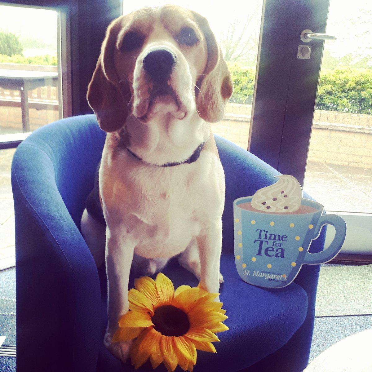 theemmabritton's tweet photo. Good luck & thank you from me & #BillytheBeagle to everyone hosting a tea party for @st_marg this weekend! Enjoy the cake... 🍰🌻
#GSTP2018 #patrons #hospice https://t.co/CNcKQ6MCzr