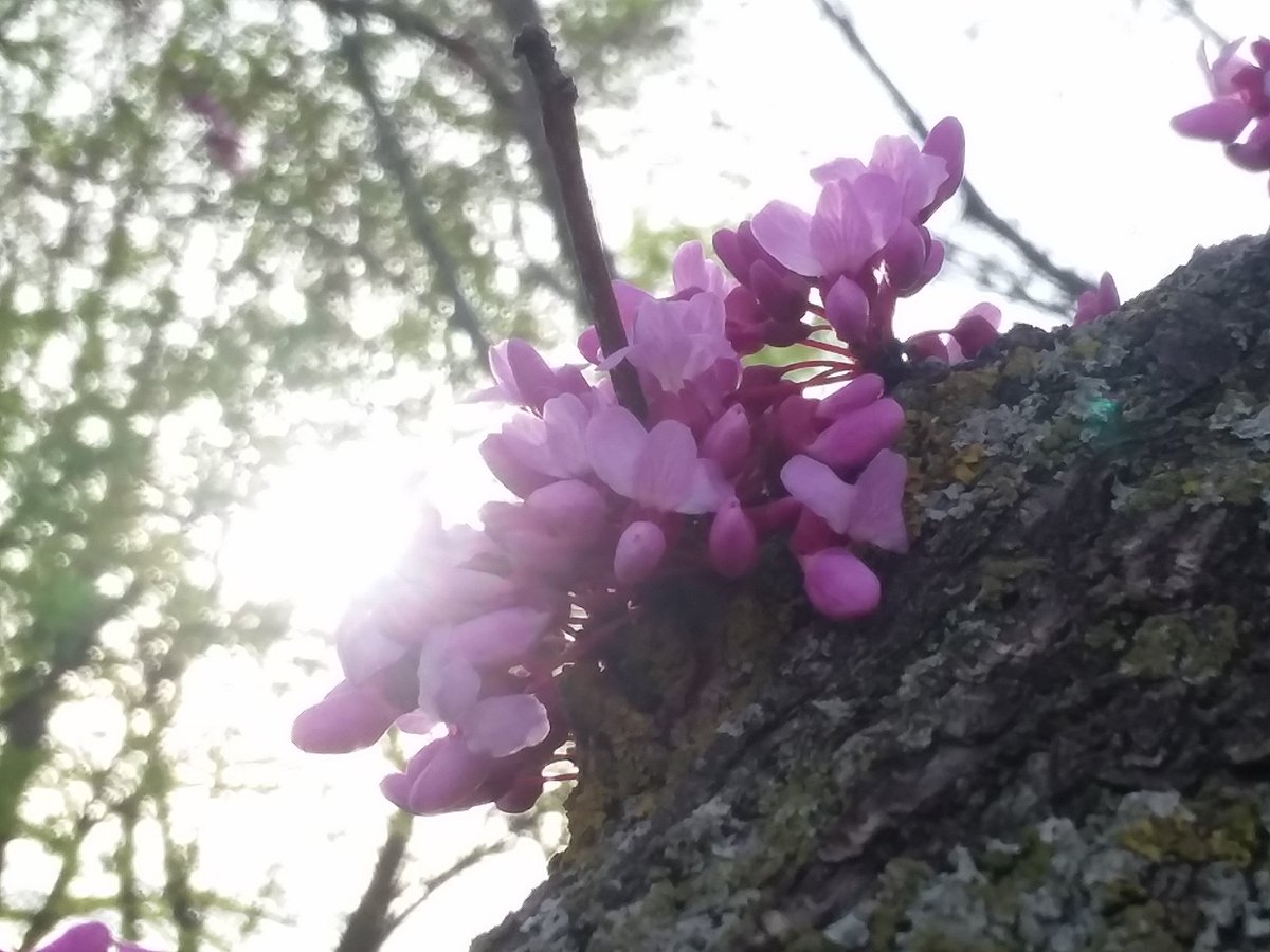 ForwardRxColWI's tweet image. Red Bud Days are here...and so is Mother's Day weekend. Stop in for great deals and enter to Win a Columbus Red Bud Tree
