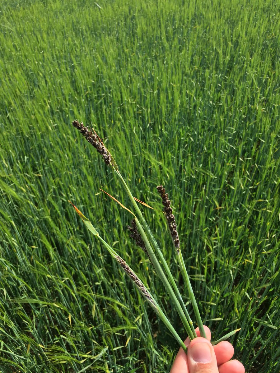 TJex_RegenAg's tweet photo. A timely reminder of the risks of not using certified dressed seed.. #LooseSmut @MRH_Agronomy @AgriiWest https://t.co/JRee3EtnAH