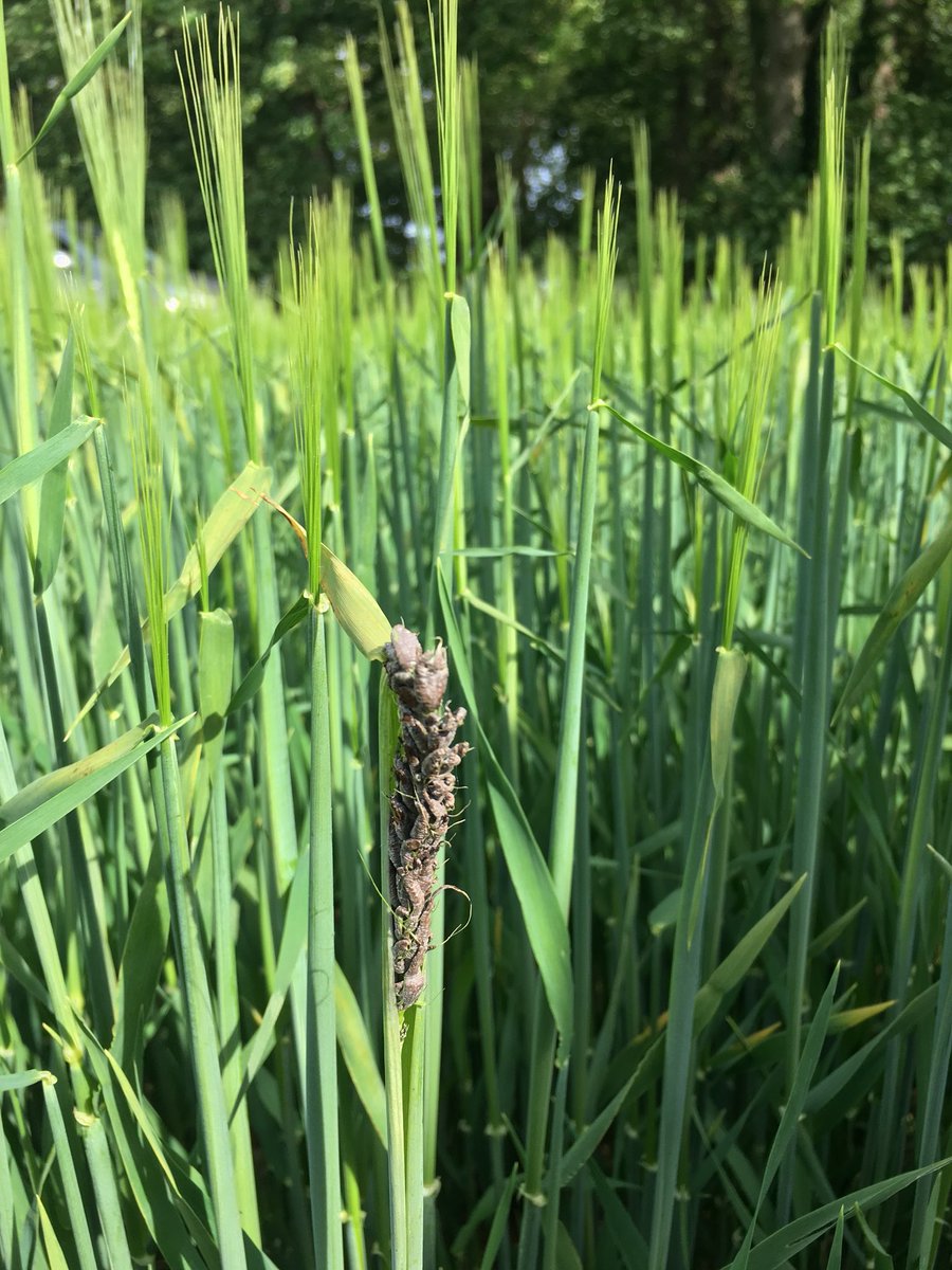 TJex_RegenAg's tweet photo. A timely reminder of the risks of not using certified dressed seed.. #LooseSmut @MRH_Agronomy @AgriiWest https://t.co/JRee3EtnAH