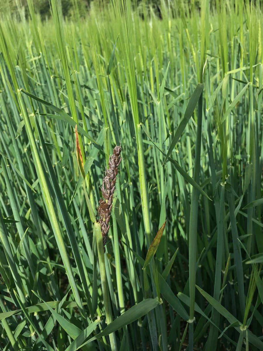 TJex_RegenAg's tweet photo. A timely reminder of the risks of not using certified dressed seed.. #LooseSmut @MRH_Agronomy @AgriiWest https://t.co/JRee3EtnAH