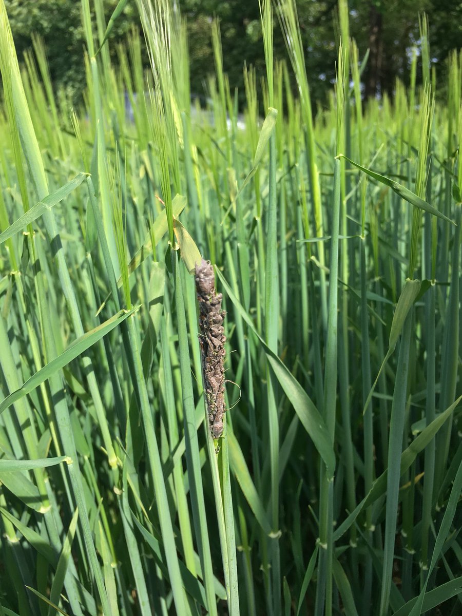 TJex_RegenAg's tweet photo. A timely reminder of the risks of not using certified dressed seed.. #LooseSmut @MRH_Agronomy @AgriiWest https://t.co/JRee3EtnAH