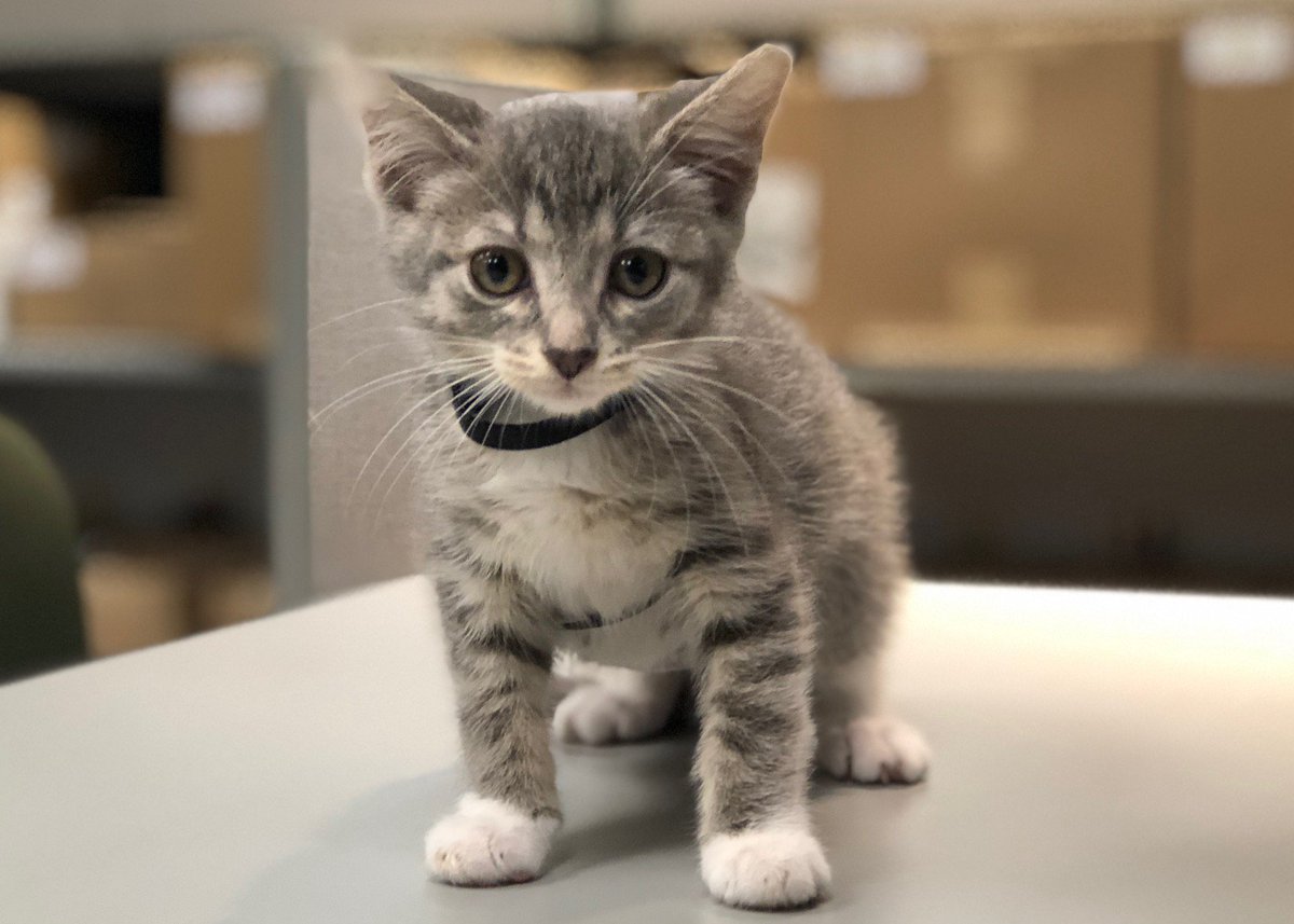 PaparazzoPevos's tweet photo. Meet Pawfficer Donut, the Troy Police Department's new police cat. Two judges swore her in today. Story from MLive:  https://t.co/JxLs36TmQV https://t.co/BemRLJRfre