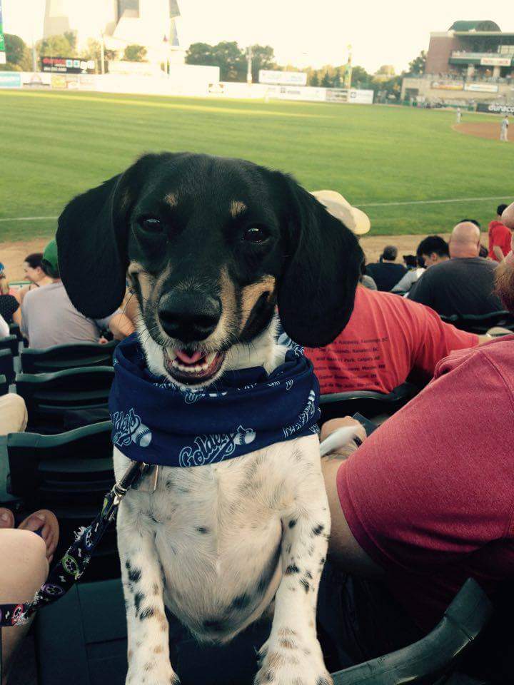 WinnipegPetShow's tweet photo. 🚨 ATTENTION ANIMAL LOVERS! 🚨 #BarkInThePark is June 9 at Shaw Park! ⚾🐶 We are giving away a set of 4 tickets (valid for 2 humans and 2 dogs) on our Facebook page! https://t.co/pHKmri4icz #AnimalLover #Winnipeg #Goldeyes https://t.co/1OZKDiOmIS
