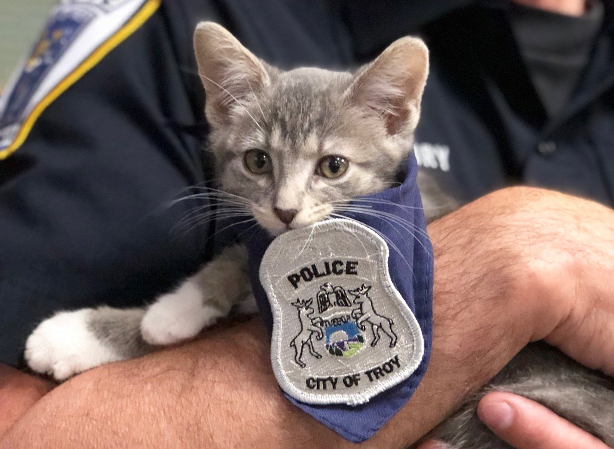 PaparazzoPevos's tweet photo. Meet Pawfficer Donut, the Troy Police Department's new police cat. Two judges swore her in today. Story from MLive:  https://t.co/JxLs36TmQV https://t.co/BemRLJRfre