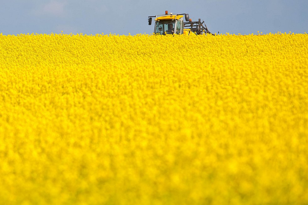 omarsery1's tweet image. #ČR má k dispozici 1,6 mil ha orné půdy, asi na pětině je #řepka. Pokud se na ni aplikuje 1x ročně insekticid #Chlorpyrifos, aplikuje se v celé ČR asi 200 tun tohoto jedu, který ovlivňuje stejný neurotransmiterový acetylcholinový systém v našem mozku jako všechny novičoky.